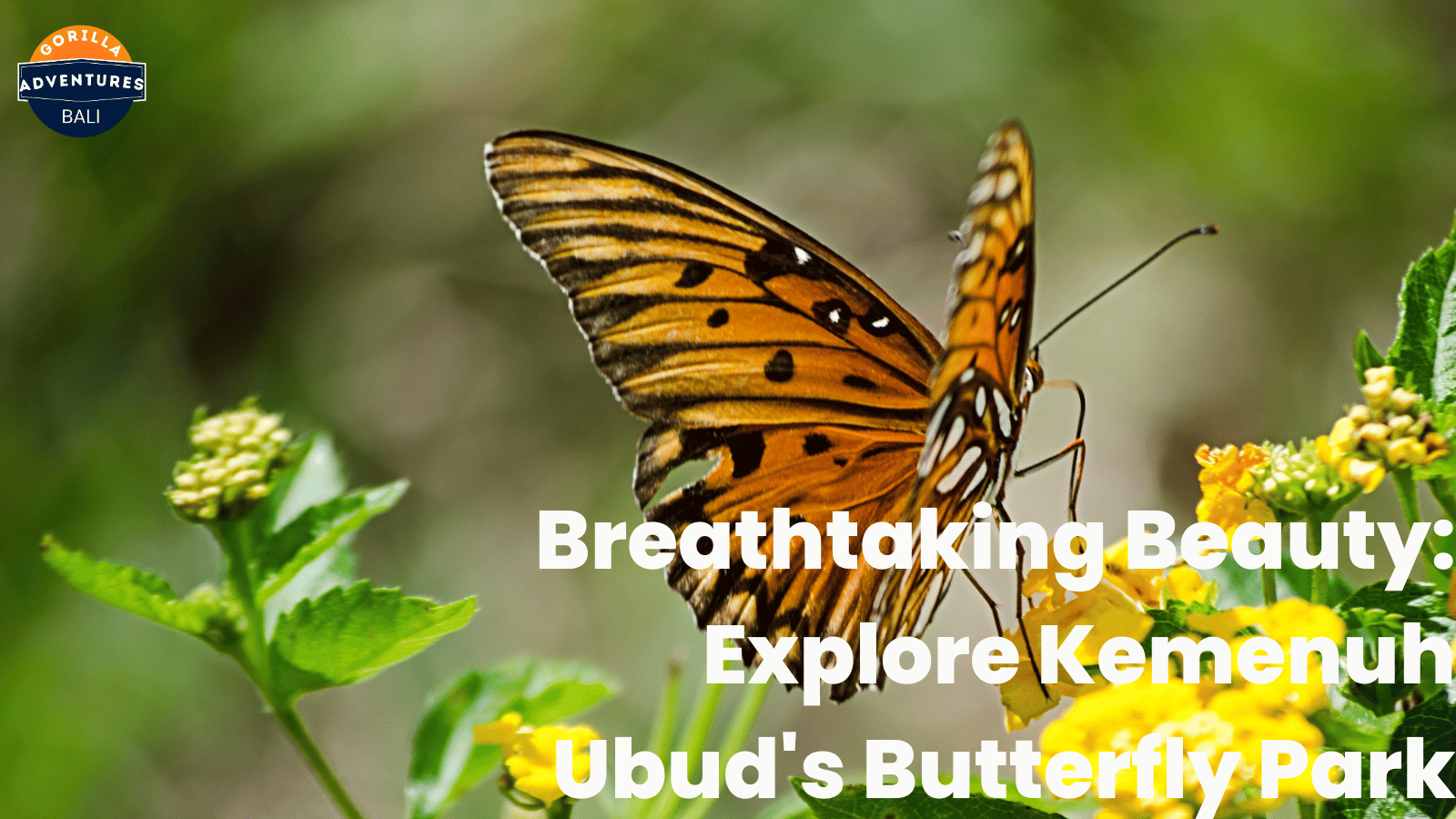 Kemenuh Butterfly Park for family nature visits