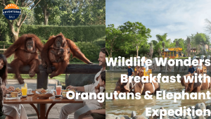 Orangutans Elephant Expedition