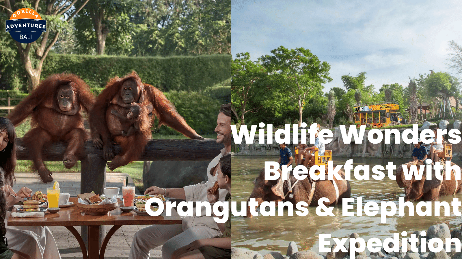 Orangutans Elephant Expedition